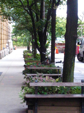 Planter boxes and benches on Bethune and Bank Sts.